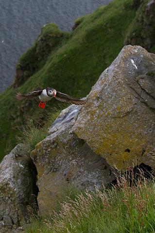 075 Runde, papegaaiduiker.jpg